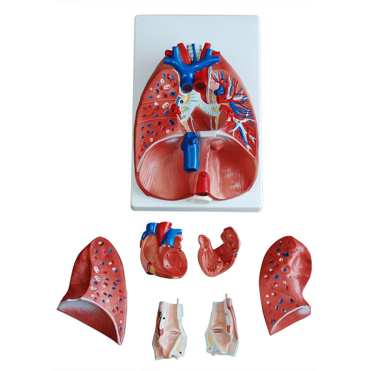 教学仪器- 喉、心、肺模型-教学仪器尽在阿里巴