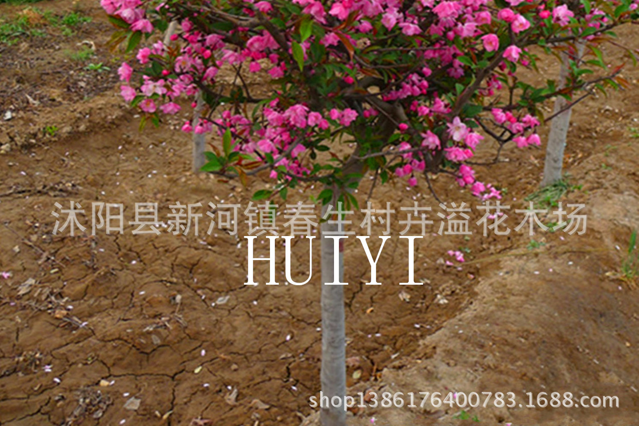 垂丝海棠1_副本