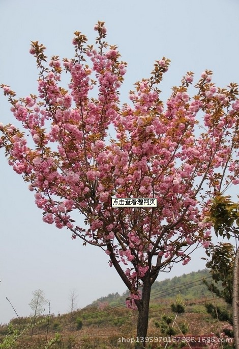 7公分樱花价格|河南樱花价格|河南7公分樱花价格