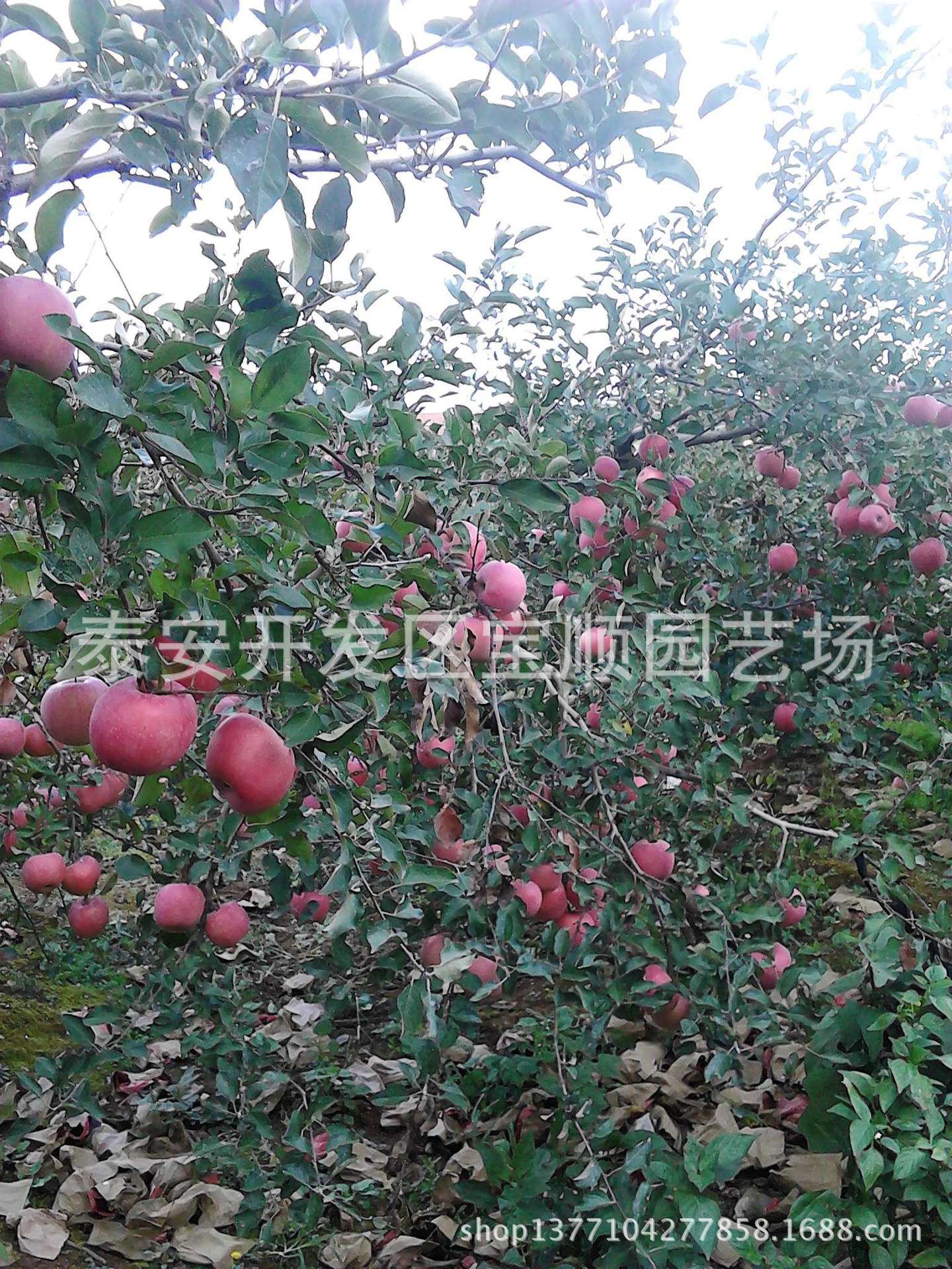 201210241632523deceda1549b4814