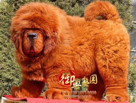 其他特种养殖动物-苏州藏獒图片御兽獒园小藏