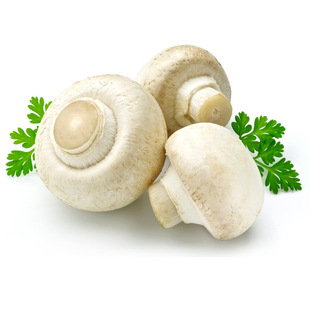 中国菇都 新鲜蘑菇 白色双孢菇生产基地 优质鲜蘑菇低价批发