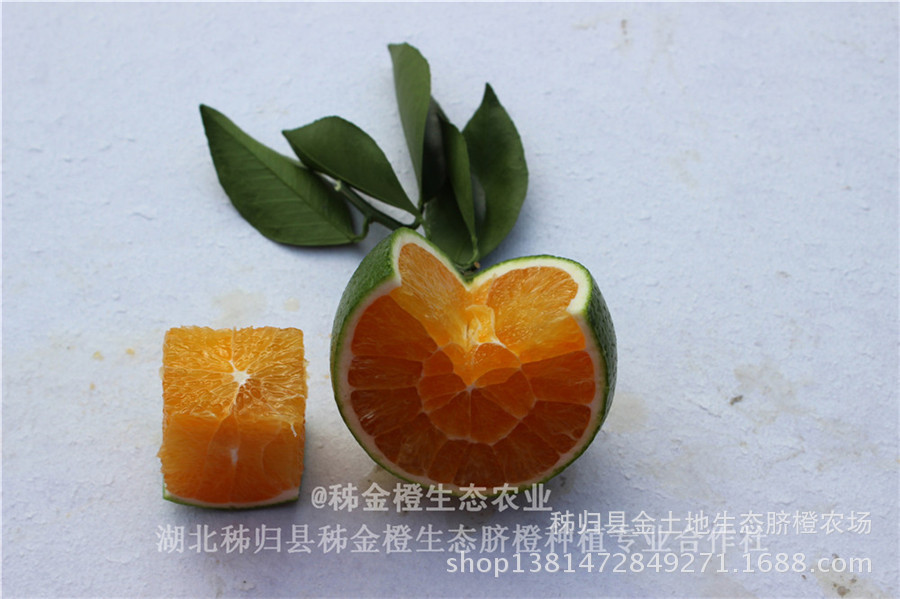 屈乡秋橙九月红