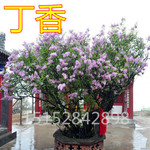 基地供应优质丛生丁香 嫁接独杆丁香 规格齐全 量大优惠