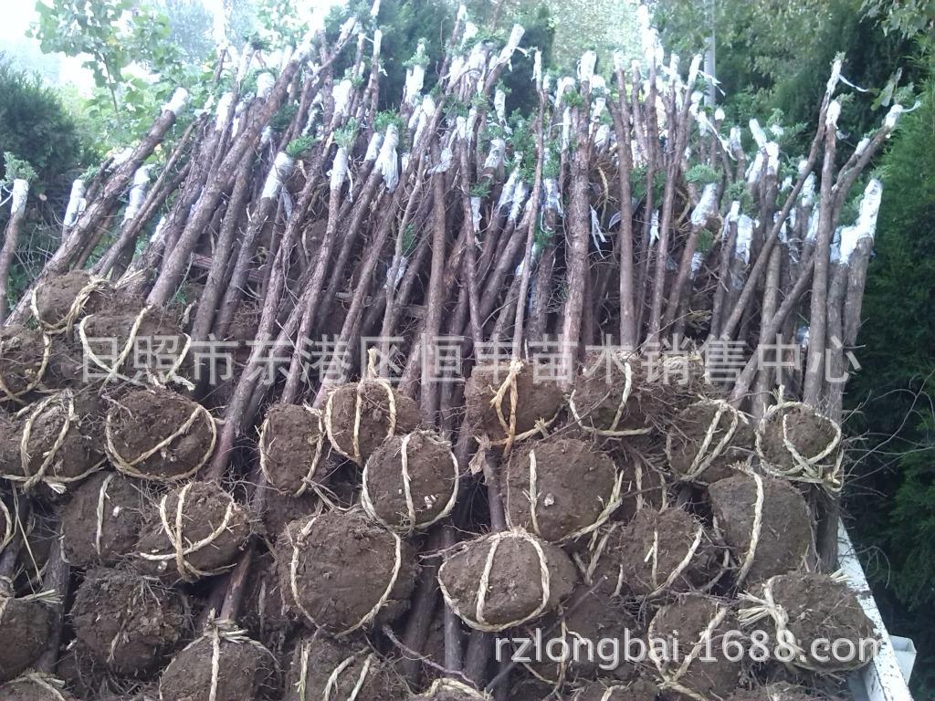高接地龙 高杆地龙