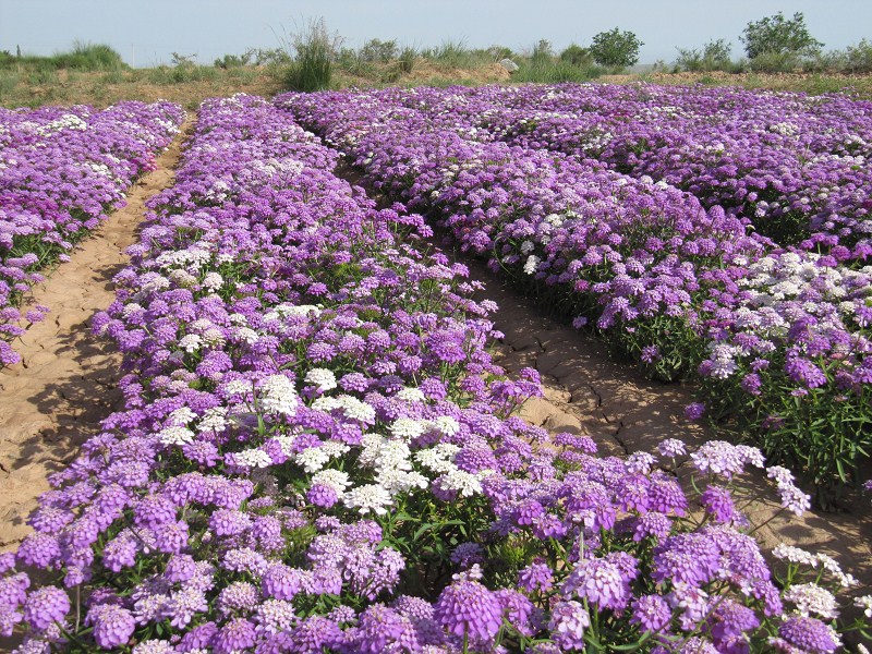 花卉种子,蜂室花,盆栽花卉,屈曲花种子,种子批发,园林植物