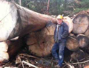 原木-澳大利亚桉木原木(瑞格楠)-原木尽在阿里