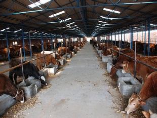 牛-养殖肉牛多少头国家有补贴山东肉牛犊大型
