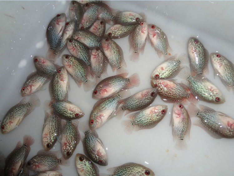 鱼苗-长期每天大量采购5-10CM鲮鱼、草鱼、鲤