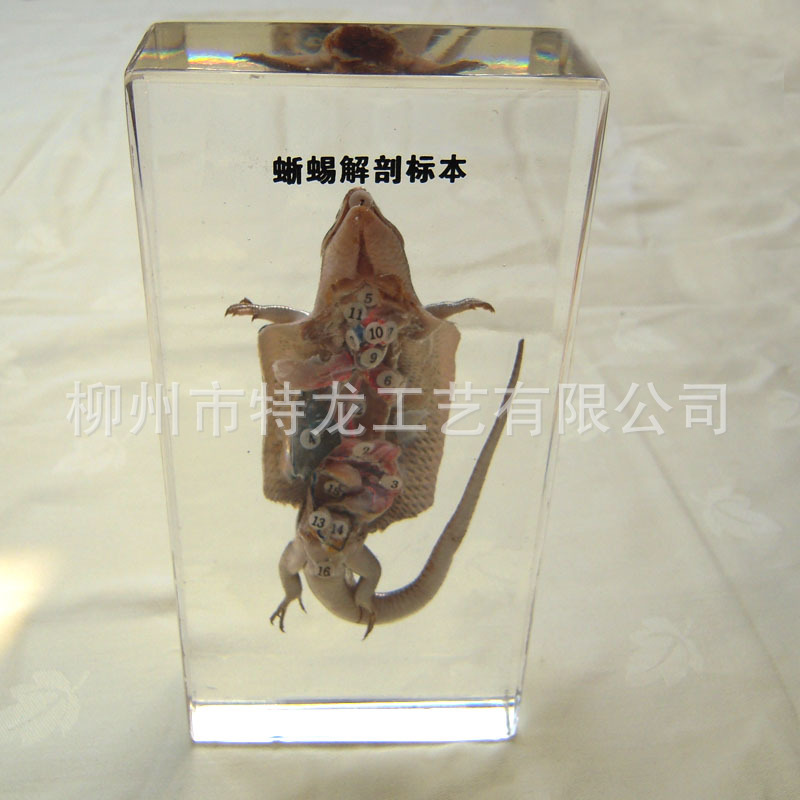 1203 蜥蜴解剖包埋标本