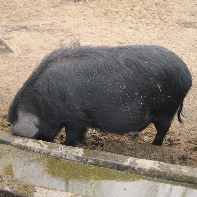 藏香猪纯天然绿色食品 有机生态猪肉 营养价值