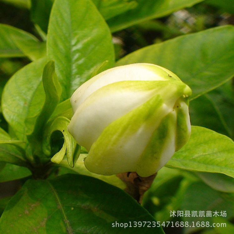 盆景-特价销售 室内盆栽绿植 阳台栀子花苗 香