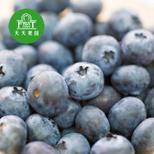 【新鲜 蓝莓】新鲜 蓝莓价格\/图片_新鲜 蓝莓批