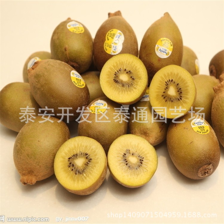 山东青岛猕猴桃基地直销 泰山1号猕猴桃树苗