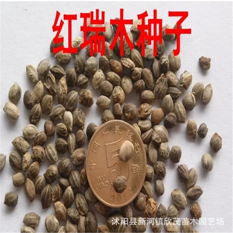基地特供当年新采摘花卉苗木种子红瑞木种子凉子木 红马球种子