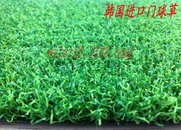 韩国进口门球草