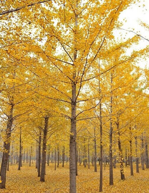 批发采购乔木-郯城县银杏树18-25公分银杏嫁接