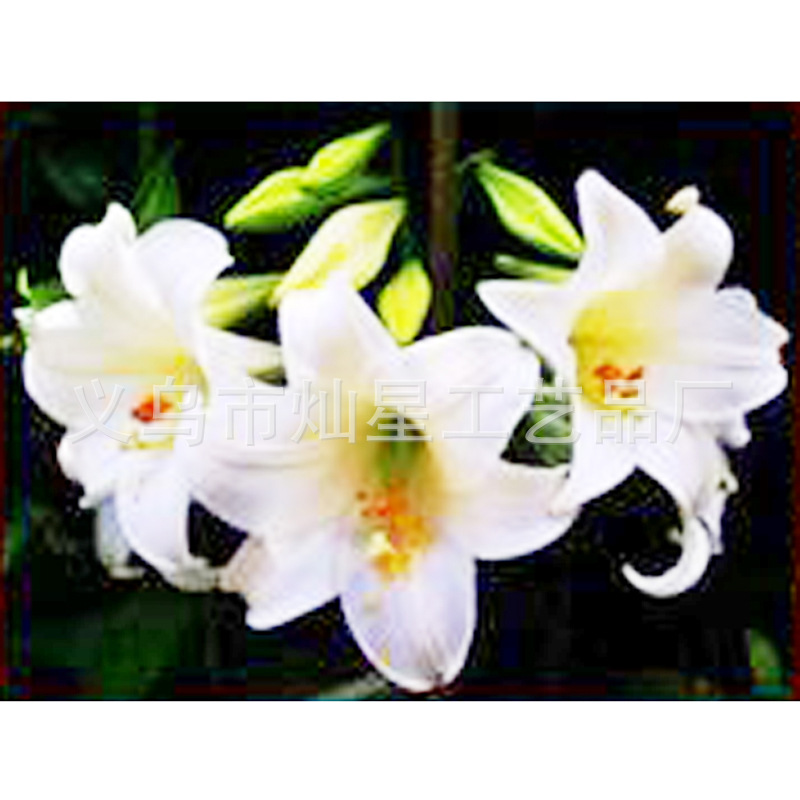 白百合30x40DIY 家居装饰 厂家直销诚招代理 图片