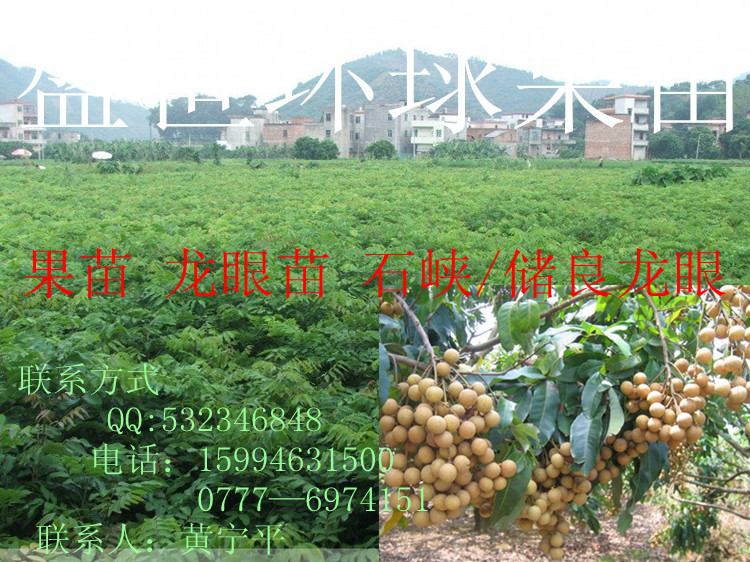 【果苗 树苗 龙眼苗 储良龙眼苗 石硖龙眼苗 可