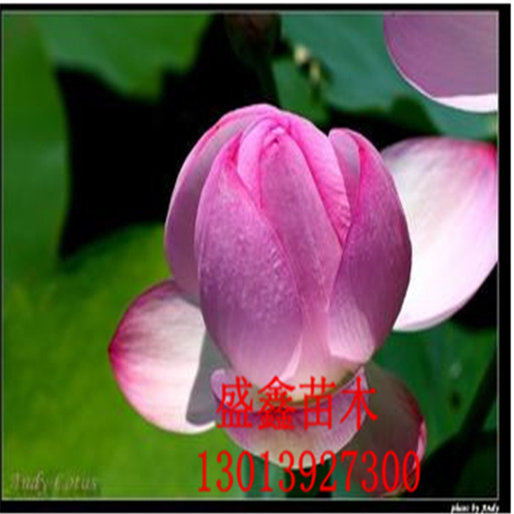 种苗-夏普蓝蓝莓种苗--阿里巴巴采购平台求购产