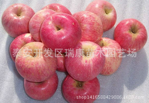 烟富六号_副本