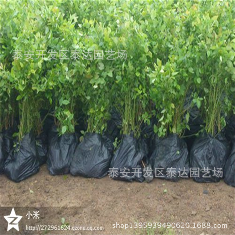 山东最大蓝莓苗培育基地 蓝莓苗批发零售 新品
