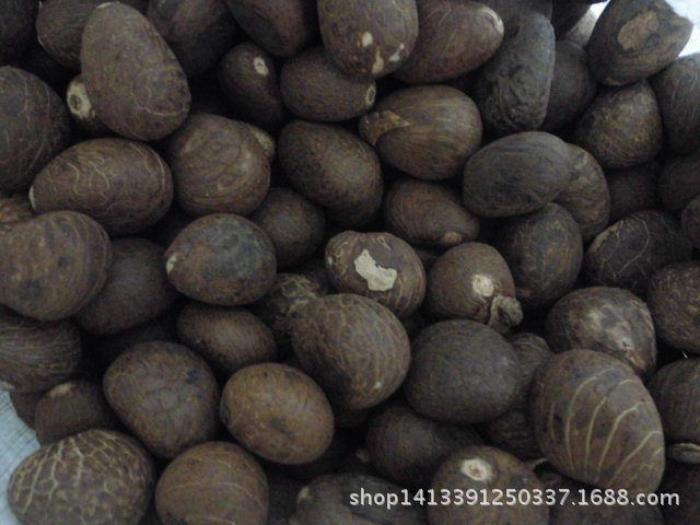 优质象牙果原果原籽 5-7通货 大果批发 雕刻原料 现货 象牙菩提