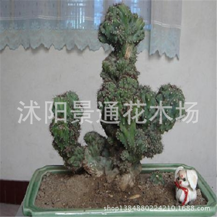 花卉盆景山影拳仙人掌防辐射多肉植物 净化空气