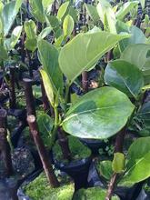 菠萝蜜种苗_菠萝蜜种苗价格_优质菠萝蜜种苗