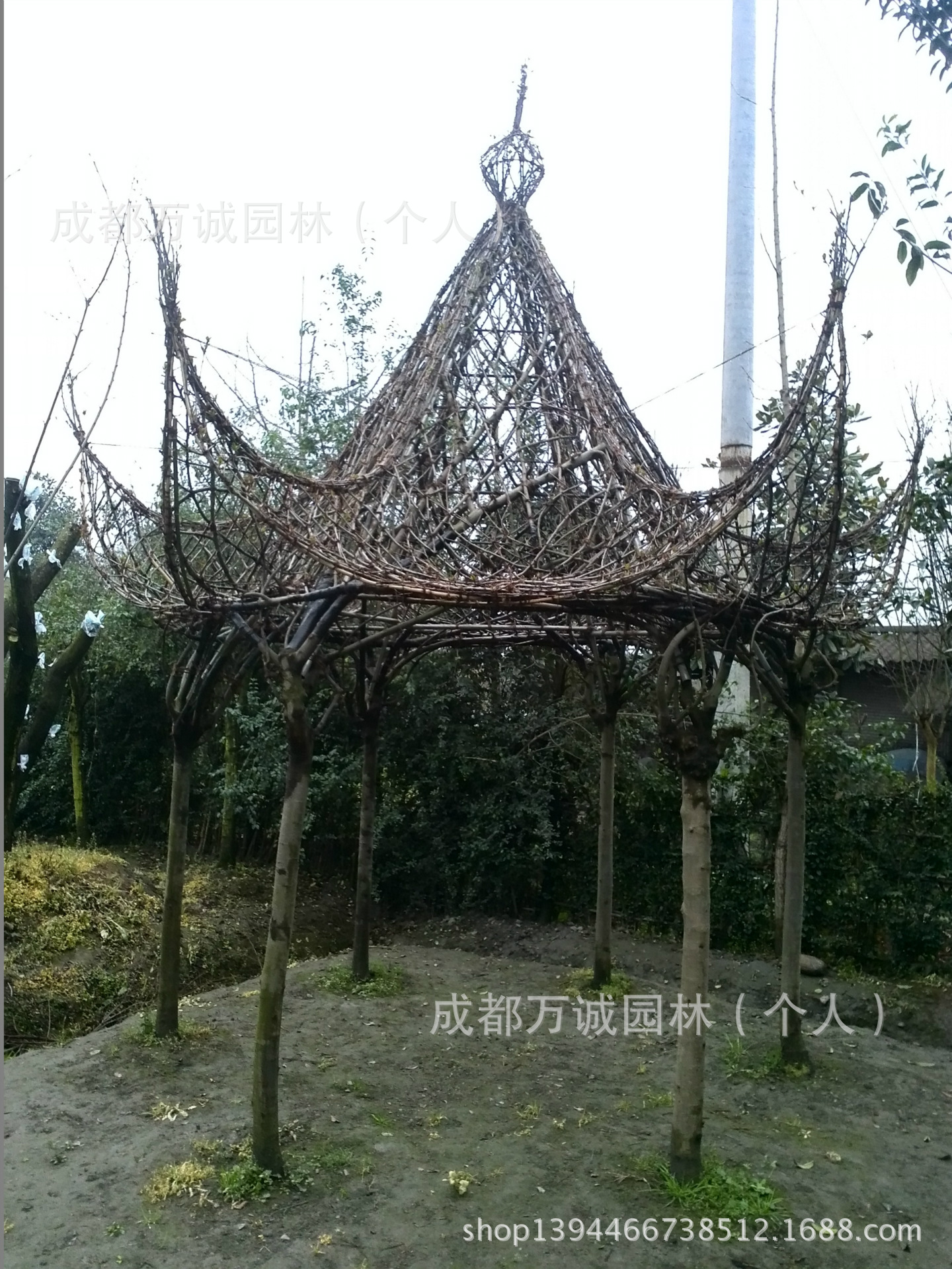 盆景-小叶<em>女贞</em>植物造型亭子 常绿不<em>落叶</em> 2.5米