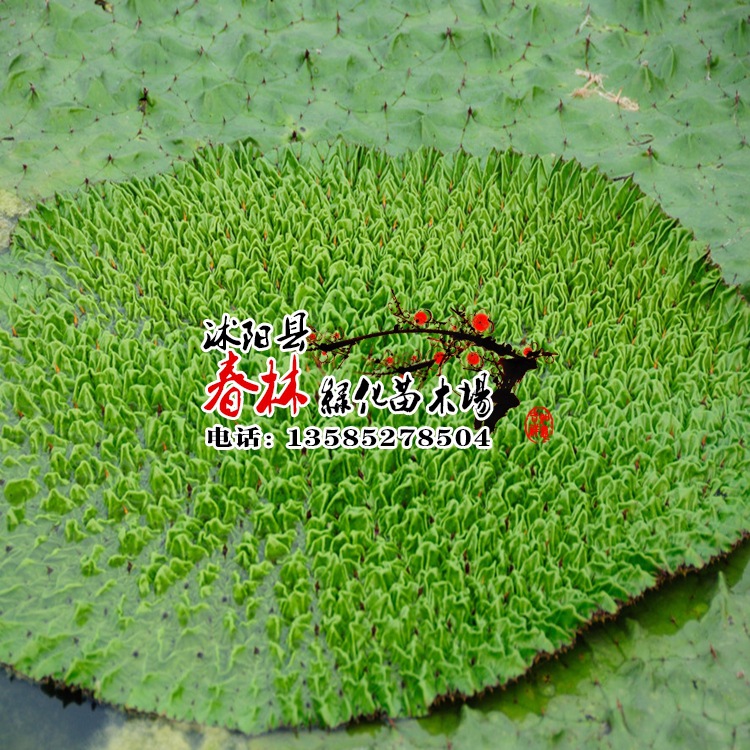 供应水生植物-芡实 别称 鸡头米,鸡头苞,鸡头莲 水景绿化