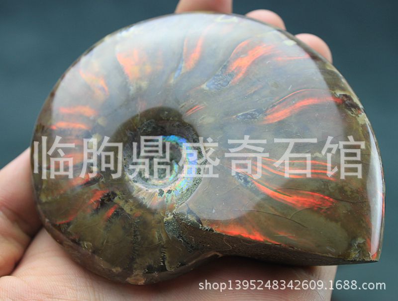 古生物化石 奇石 七彩发财螺*动物化石 风水转运七彩螺 带彩光