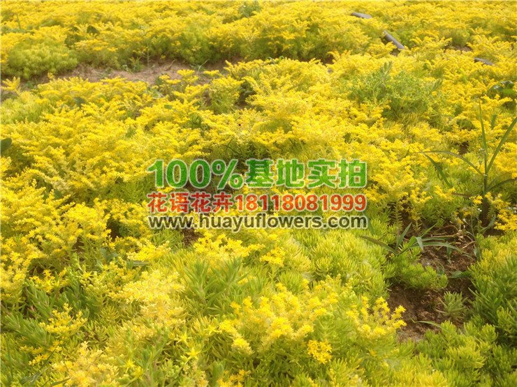 佛甲草苗图片 佛甲草苗图片