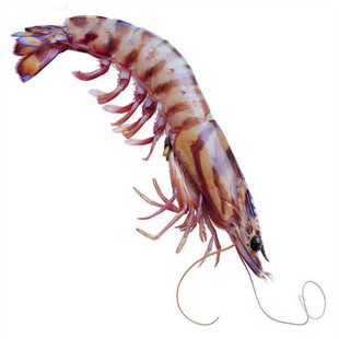 虾类-黄骅食品厂鲜活虾 白虾 海鲜水产批发 山