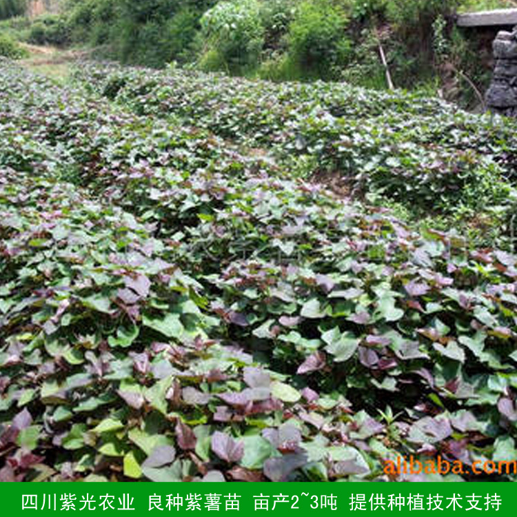 高产蔬菜种子 番薯苗 脱毒 免费提供种植技术支