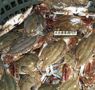 鲜活梭子蟹批发,海洋蟹,石头蟹,养殖蟹,供应各种海鲜|酒店.