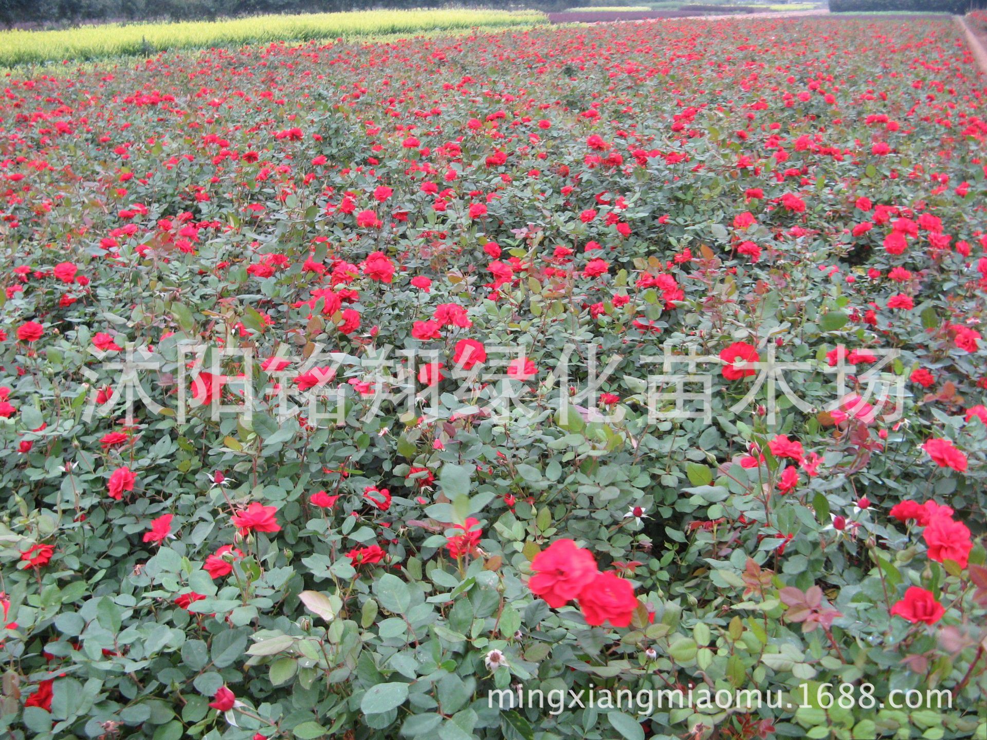 供应丰花月季新品种-仙境