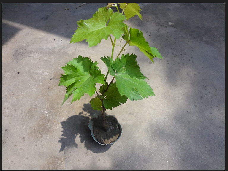 批发果树苗葡萄小苗马奶子 黄玫瑰 美人指 巨峰