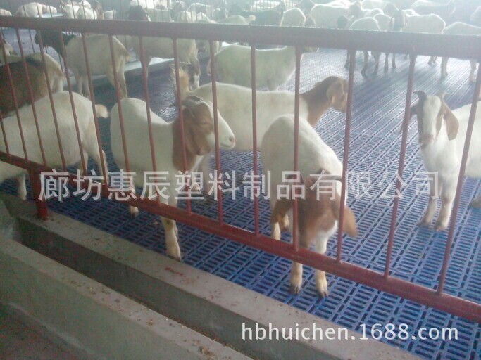 蓝色塑料羊床漏粪板用于波尔山羊种羊场