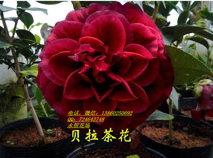 花卉精品 奇异茶花 红叶贝拉茶花 紫叶贝拉 两年年壮苗 15-20cm