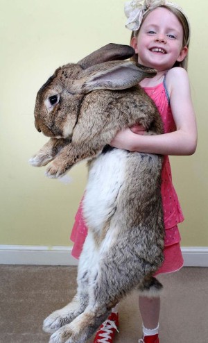 世界最大兔子体长逾1米重45斤