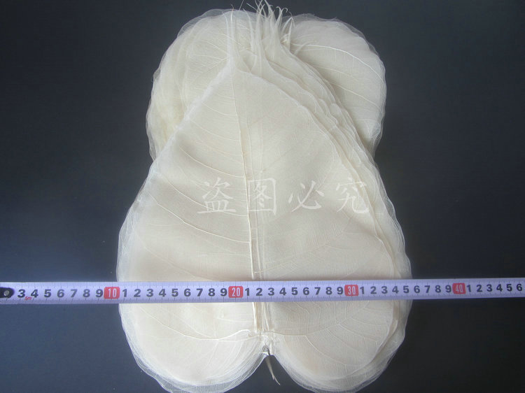 A001菩提叶脉 (26)