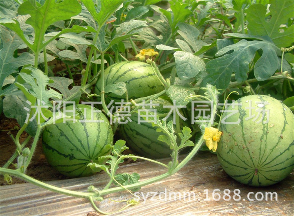 西瓜种子|早熟品种|日本佳丽|含糖度高|多汁味甜|早熟抗病