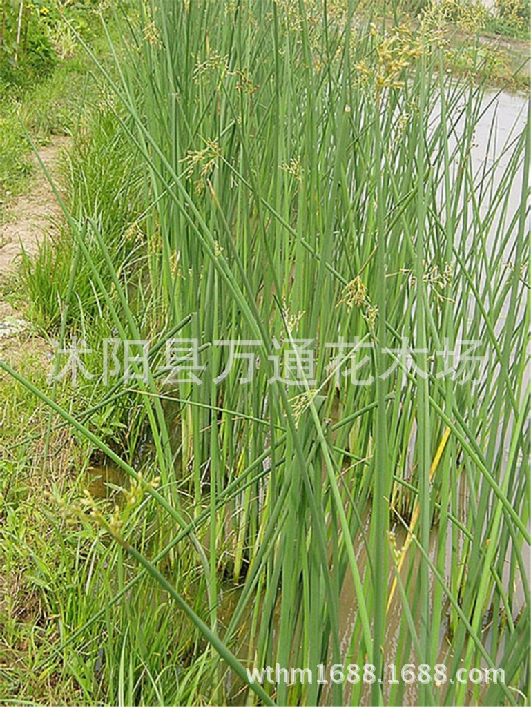 水葱 直销 水生花卉 苗圃直销 水体绿化 现货 水生植物 水葱苗