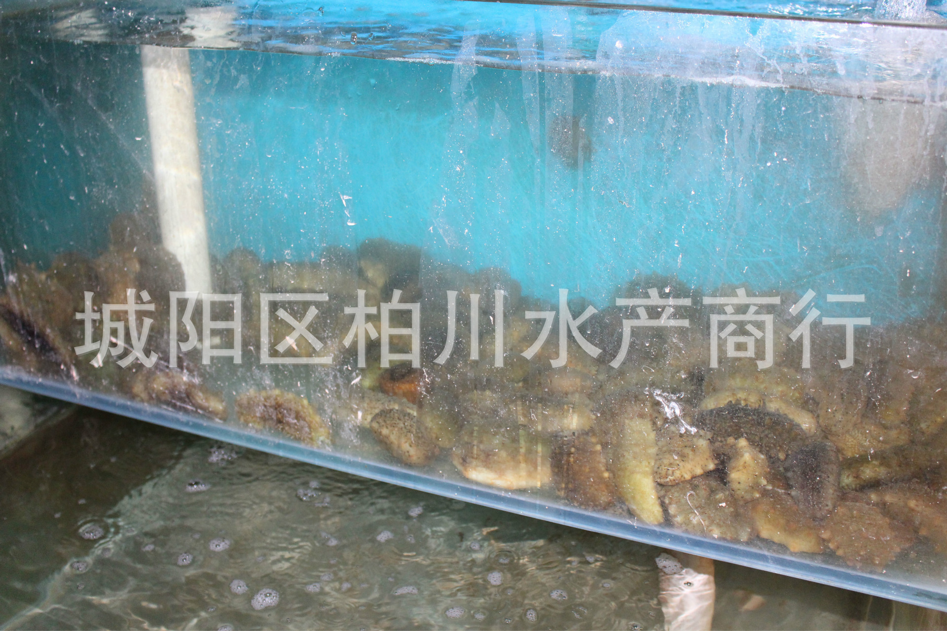 其他鲜活水产品-供应青岛当地野生鲜活海参、