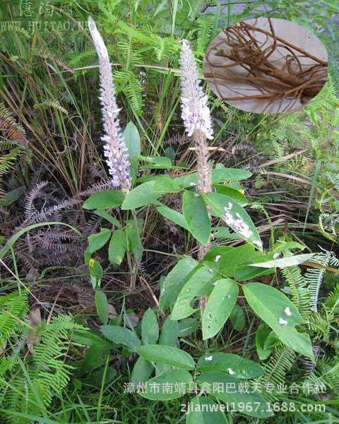 【通用名称】虎尾轮   【其他名称】虎尾轮 (《闽南民间草药》)