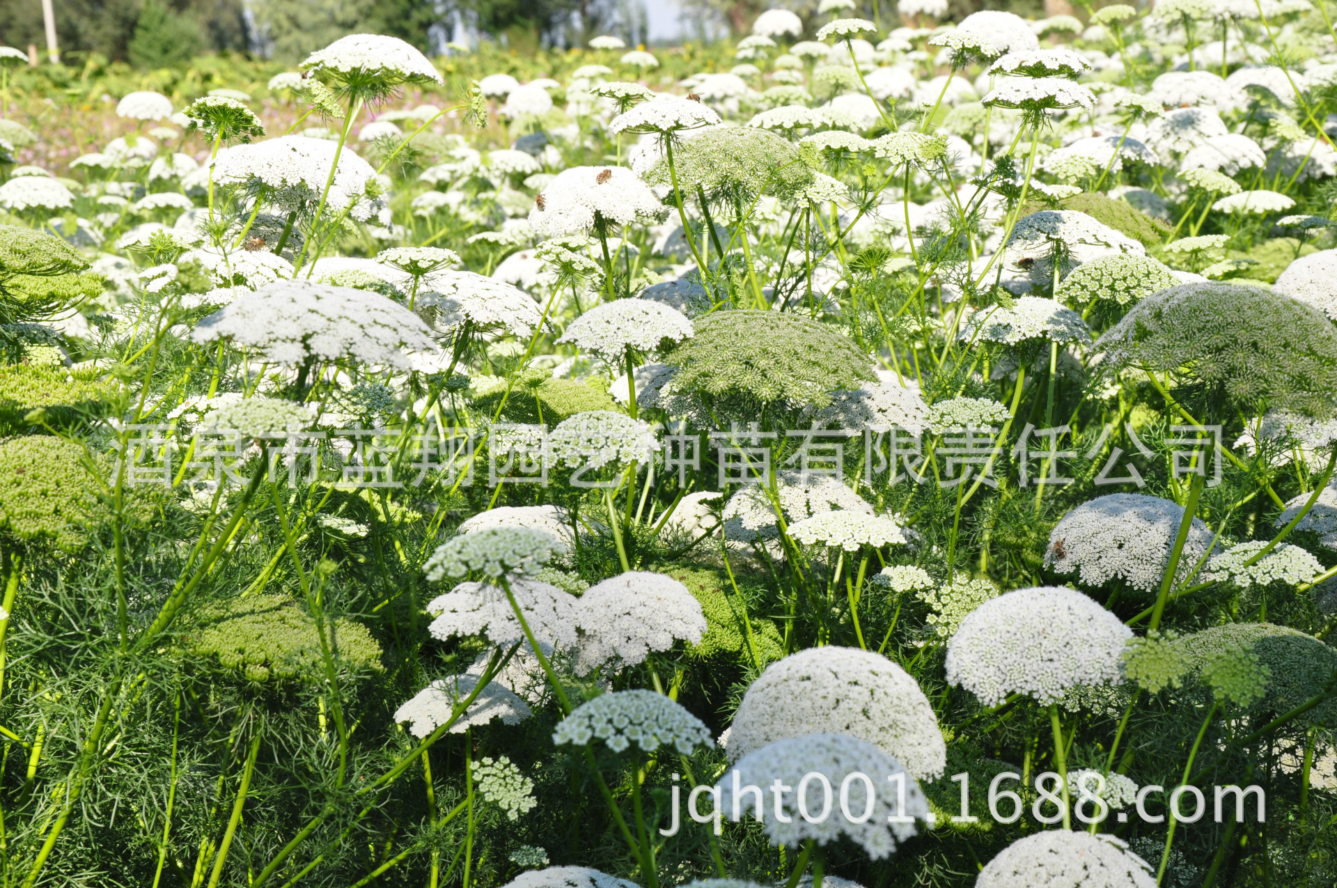 栽培要点:一般用种子繁殖,此花之种子,与芹菜种子近似.