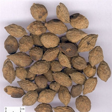 海南黄仁_海南黄仁价格_优质海南黄仁批发\/采