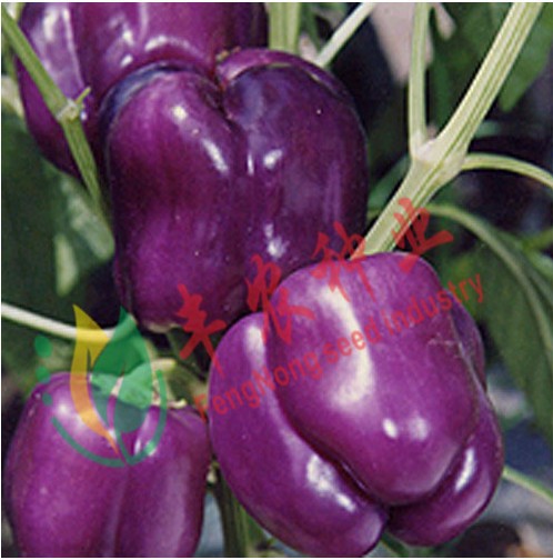 寿光蔬菜种子 黄辣妹小尖椒 彩色尖椒 阳台小菜园盆栽200粒