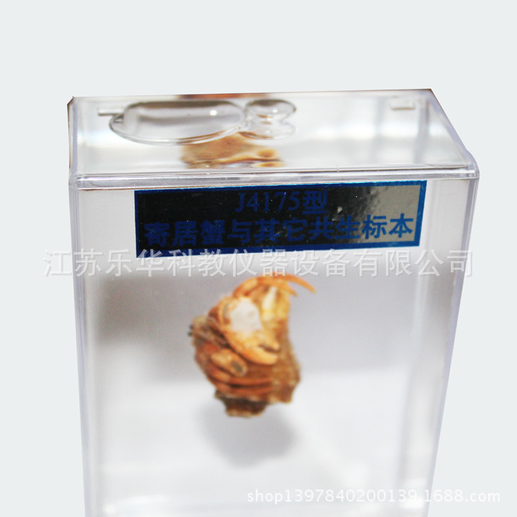 寄居蟹与其他生物18.8